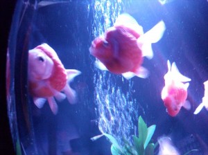 2014-07-27 18.09.58_R