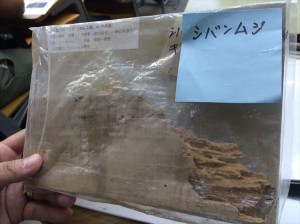 2015-09-17 11.41.47_R