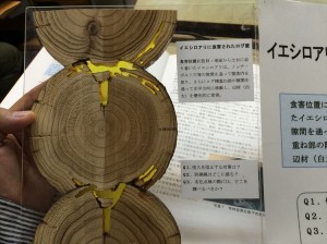 2015-09-17 11.42.36_R